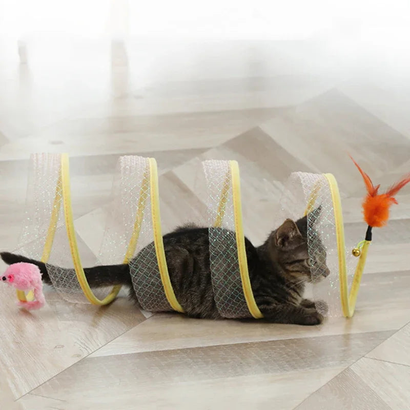 cat play tunnel one  tabby kitten inside